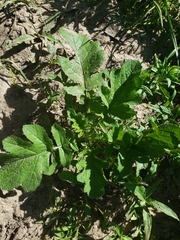 Rhamphospermum nigrum