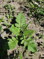 Rhamphospermum nigrum