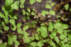 Adiantum tricholepis