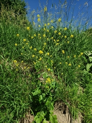 Rhamphospermum nigrum