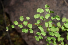 Adiantum tricholepis