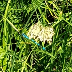 Enallagma cyathigerum