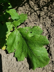 Rhamphospermum nigrum