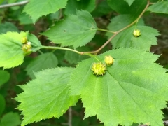 Dasineura crataegibedeguar