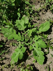 Rhamphospermum nigrum