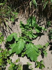 Rhamphospermum nigrum