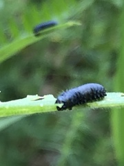 Trirhabda canadensis
