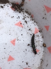 Thyreocephalus orthodoxus