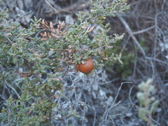 Quercus durata durata