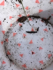 Thyreocephalus orthodoxus