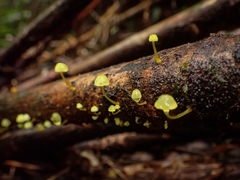 Mycena chusqueophila