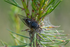 Cicadetta montana