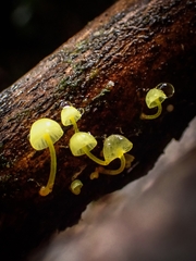 Mycena chusqueophila
