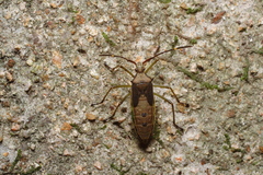 Paradasynus spinosus