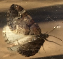 Enchoria lacteata
