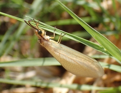 Myrmecaelurus trigrammus