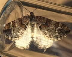 Enchoria lacteata