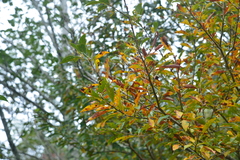 Lindera erythrocarpa