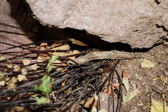 Adiantum tricholepis