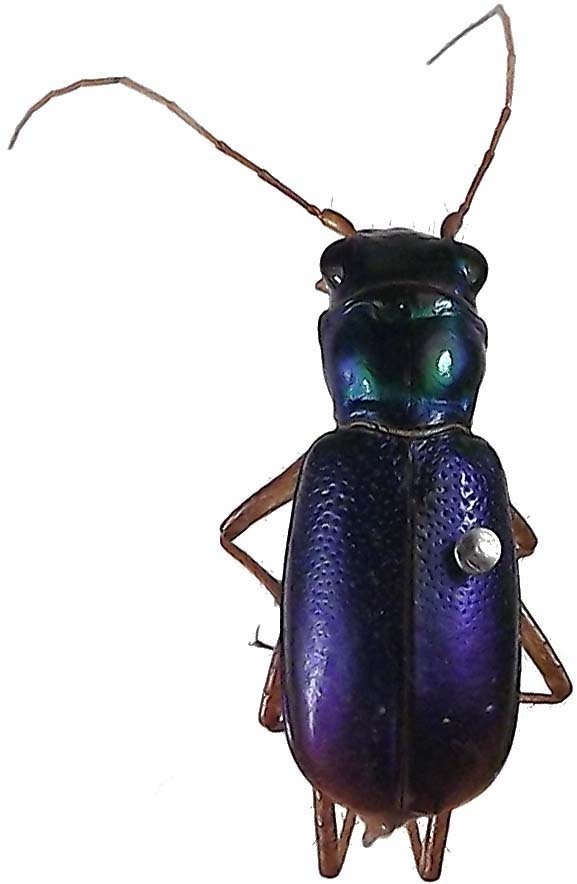 Pseudotetracha murchisona