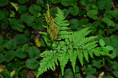Sceptridium daucifolium