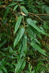 Rubus liui