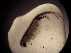 Streptocephalus texanus