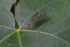 Panorpa submaculosa
