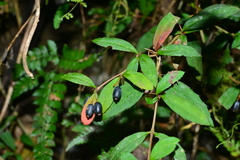 Berberis hayatana
