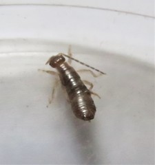 Forficula auricularia