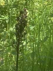 Orchis purpurea