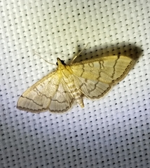 Blepharomastix ranalis