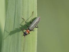 Oedemera croceicollis