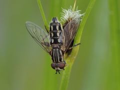 Lejops vittatus