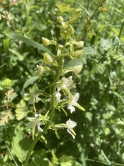 Platanthera bifolia