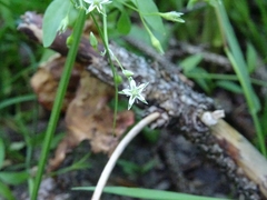 Stellaria alsine