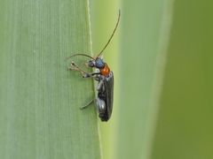 Oedemera croceicollis