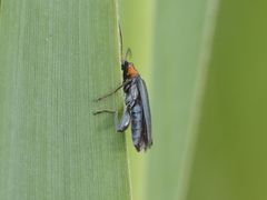 Oedemera croceicollis