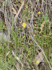 Erythranthe pardalis