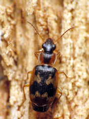 Phloeoxena signata