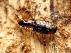 Phloeoxena signata