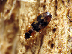 Phloeoxena signata