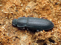 Idiobates castaneus