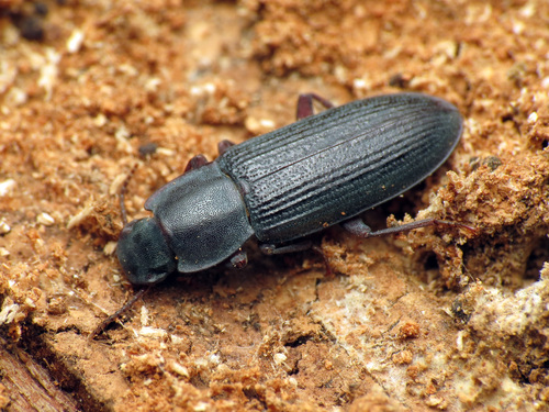 Idiobates castaneus (Knoch, 1801)