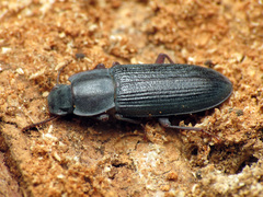 Idiobates castaneus