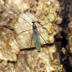 Gnophomyia tristissima