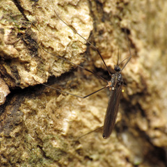 Gnophomyia tristissima