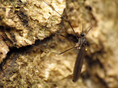 Gnophomyia tristissima