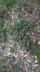 Roepera sessilifolia