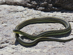 Thamnophis eques